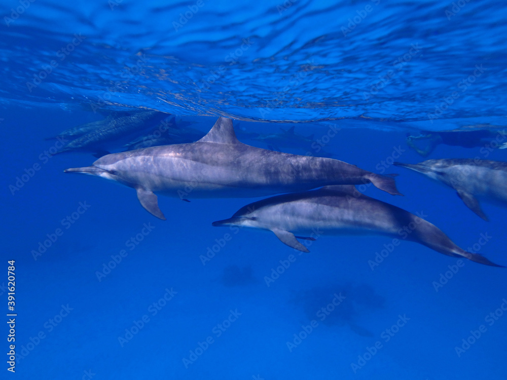 Spinner dolphins in Red Sea near Marsa Alam, Egypt