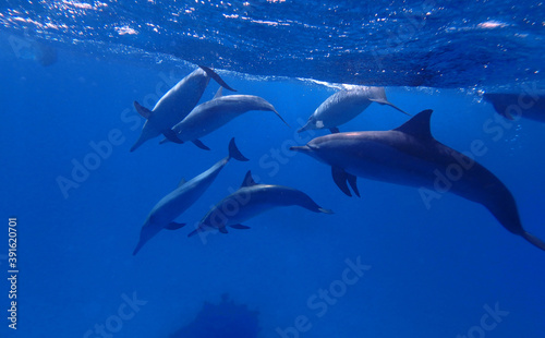 Spinner dolphins in Red Sea near Marsa Alam, Egypt © bayazed
