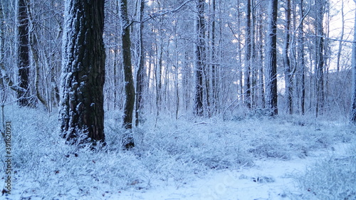 forest in winter © Stanislav