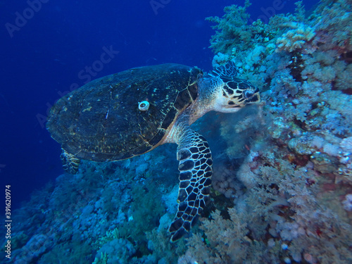 Fototapeta Naklejka Na Ścianę i Meble -  Hawksbill turtle in Red Sea, Egypt, underwater photograph