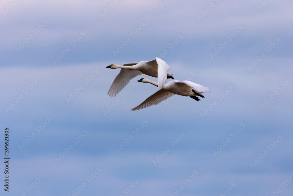 The tundra swans in flight