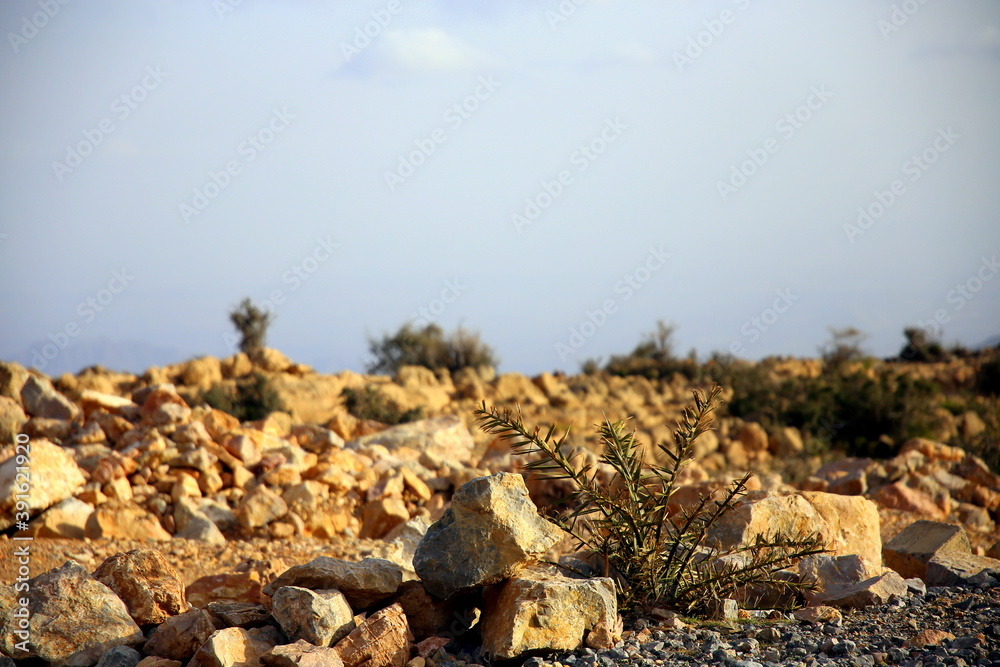 Sunset with wild plant between the crushed stones and the sky, Jabal Akhdar, Nizwa, Oman Sunset with wild plant between the crushed stones and the sky, Jabal Akhdar, Nizwa, Oman