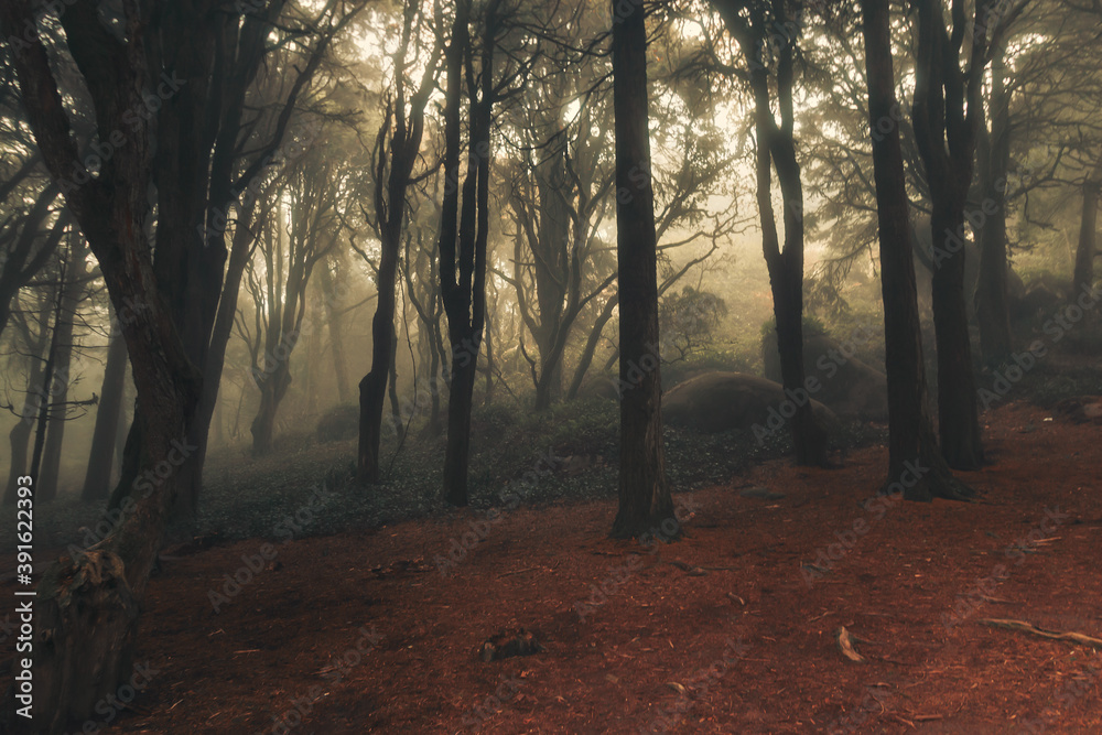 The mystical fog of the Sintra forest, Portugal The mystical fog of the Sintra forest, Portugal