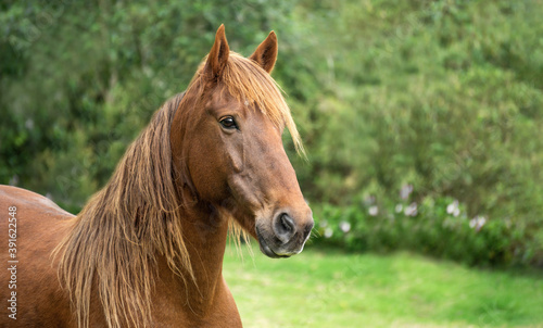 Cute horse in an ecological farm on a green and natural background with copy space