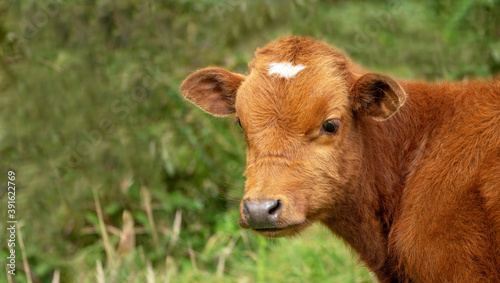 Cow calf on a spacious green meadow with copy space on a farm and organic and natural