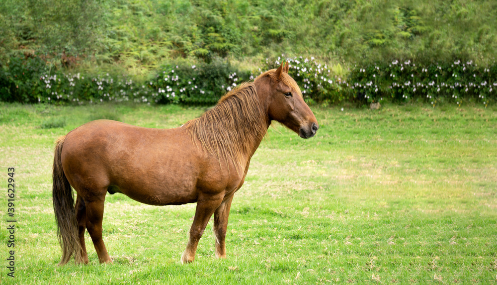 Cute horse in an ecological farm on a green and natural background with copy space Cute horse in an ecological farm on a green and natural background with copy space