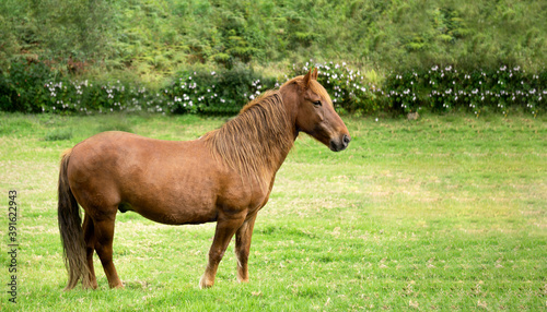 Cute horse in an ecological farm on a green and natural background with copy space