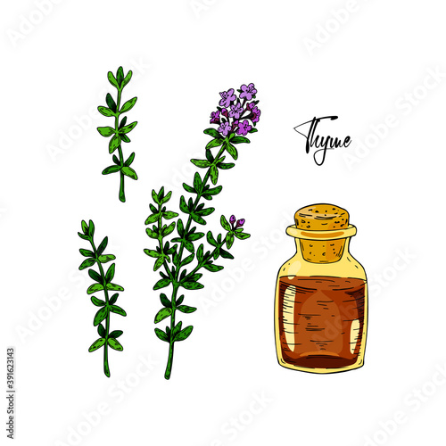 Set of hand drawn thyme branches in bloom and homeopathic and alternative medicine design elements. Vector illustration isolated on white. Botanical herbal plant in vintage colored sketch style. 