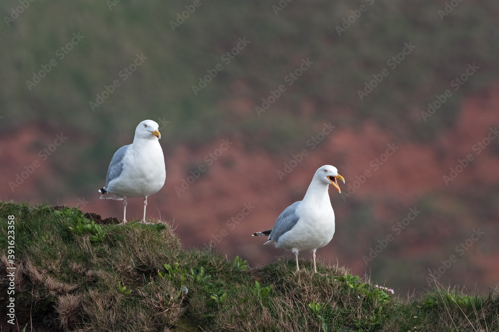 Fototapeta premium Seagulls stay on the top of the hill. Gulls are observing near the coast. European nature. 
