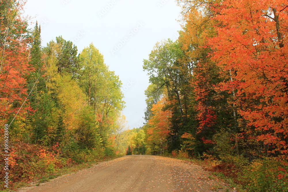 Fall trees in Northern Canada
