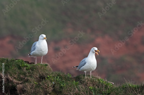 Seagulls stay on the top of the hill. Gulls are observing near the coast. European nature. 