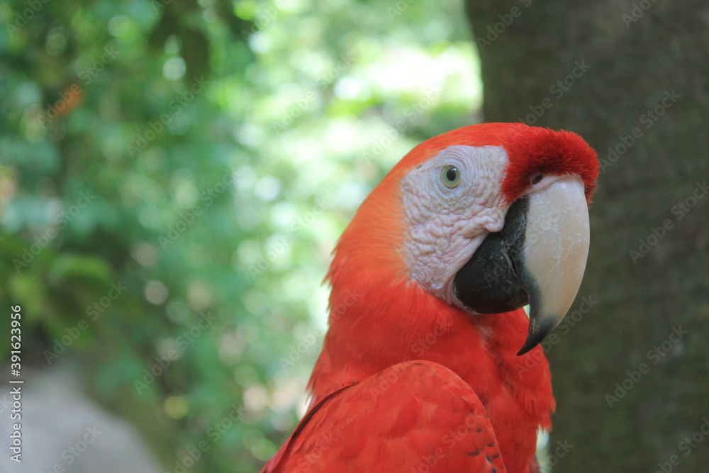 Close up of a Macaw head