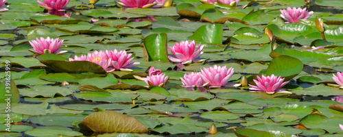 Quadro su tela Panoramique nénuphars roses sur tapis de feuilles vertes