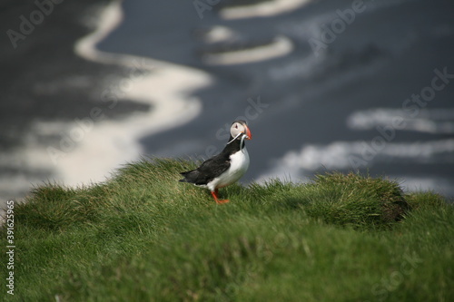 Puffin