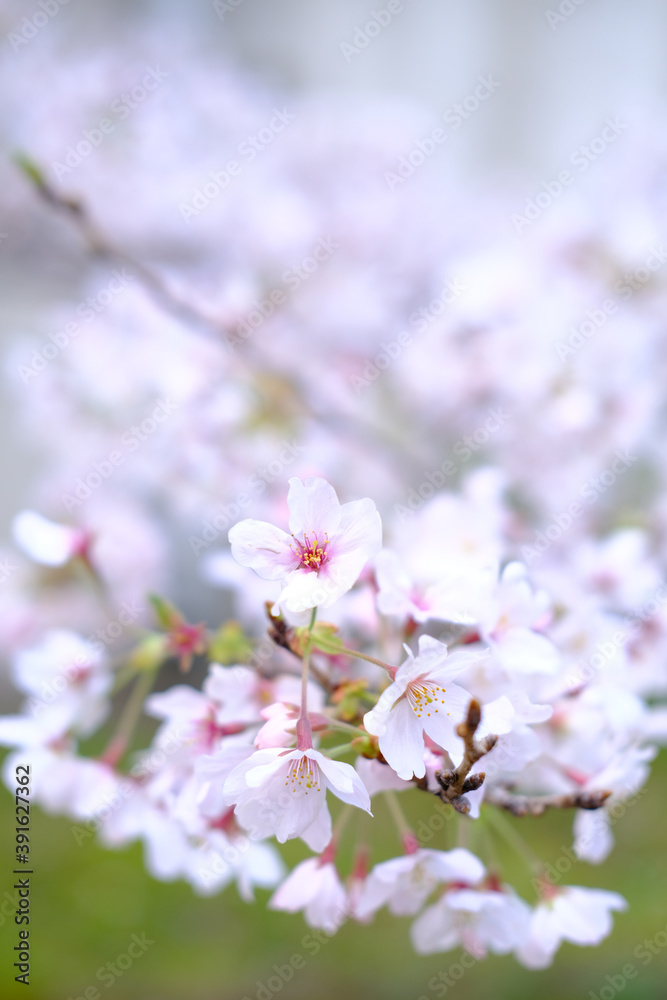 淡いピンク色の桜。夙川公園に咲き誇る。