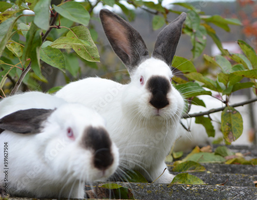  Californian breed rabbits © orestligetka
