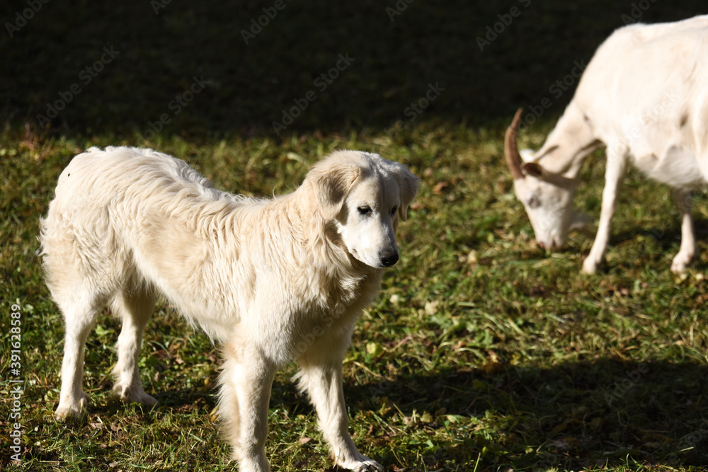 cane pastore animali gregge pastore pelo lungo bianco amico uomo cane pastore animali gregge pastore pelo lungo bianco amico uomo