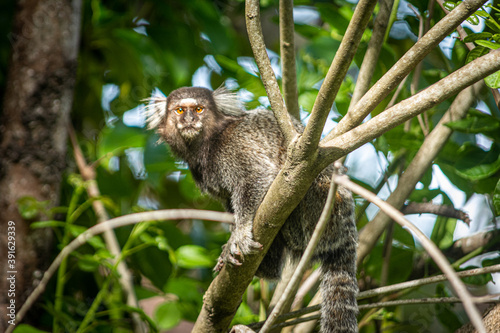 monkey on tree