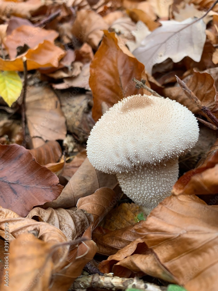 mushrooms in the woods mushrooms in the woods
