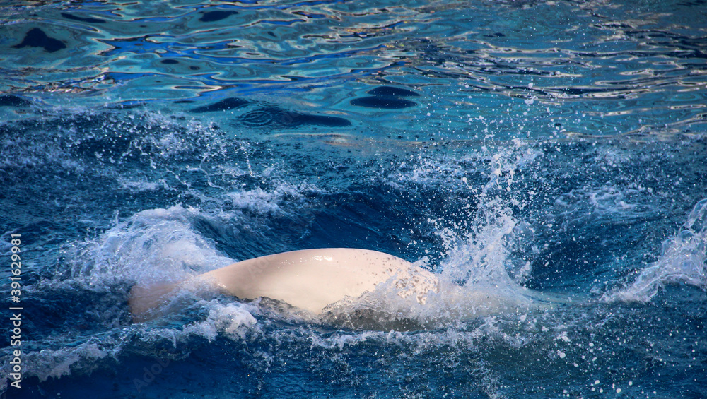 White back of a Beluga that dived under the water.