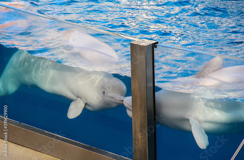 Fotografering Belugas kiss in a beautiful pool. Show with belugas.