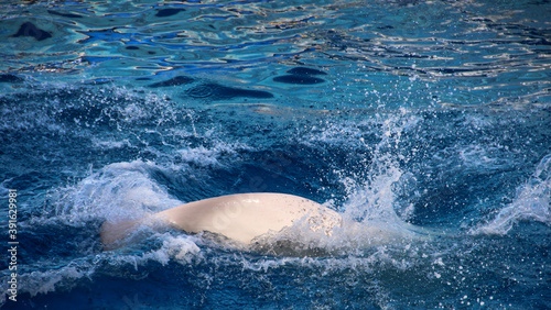 White back of a Beluga that dived under the water. © OLGA RA