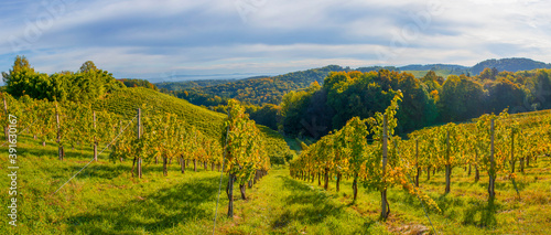 Vineyards along South Styrian Wine Road, a charming region on the border between Austria and Slovenia with green rolling hills, vineyards, picturesque villages and wine taverns. Selective focus