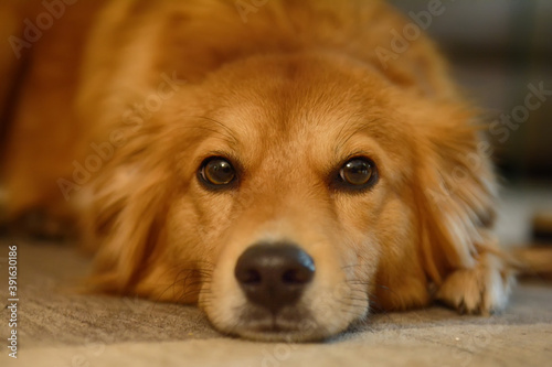 Cute dog lying on the floor