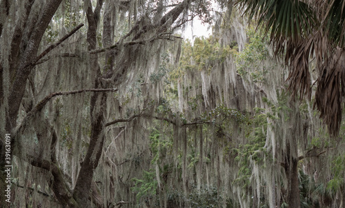 Spanish Moss hanging from oak trees in subtropical climates create a mystical and mysterious enchanted forest feeling