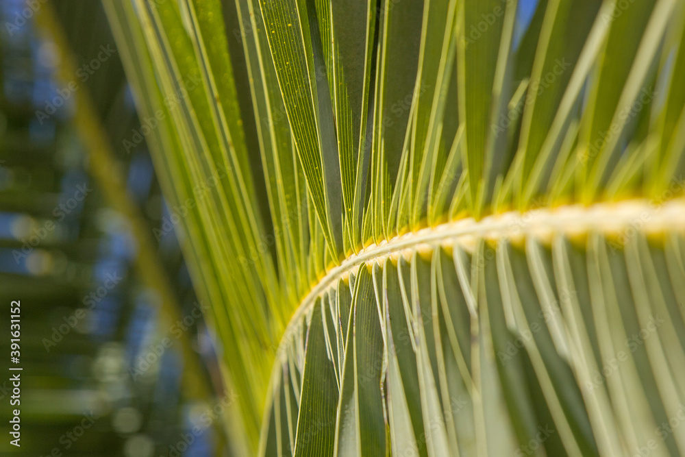 Liść palmy w promieniach słońca - obrazy, fototapety, plakaty 
