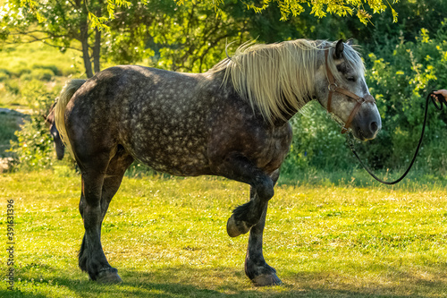 A thoroughbred horse standing in a field in Provence 