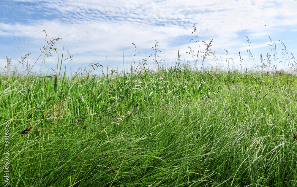 Obraz premium A lawn with green grass all the way to the horizon. Horizontal landscape of a flat field with fresh spring grass.