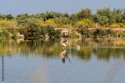 Pelican bird on a lake on a warm autumn morning near Zikhron Ya'akov in Israel. Flight of the pelican. 