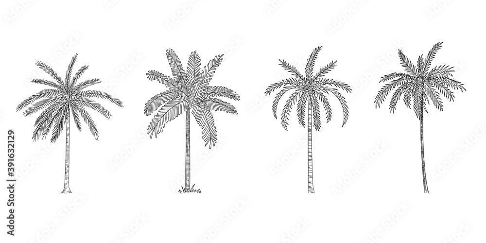 Vector Illustration of Palm Tree Sketch for Design, Website, Background, Banner. Hand Drawing Floral on Beach. Travel and Vacation Ink Element Template. Isolated on White.