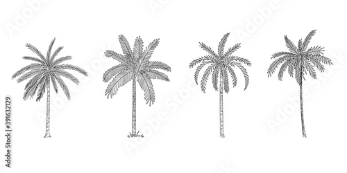 Vector Illustration of Palm Tree Sketch for Design, Website, Background, Banner. Hand Drawing Floral on Beach. Travel and Vacation Ink Element Template. Isolated on White.