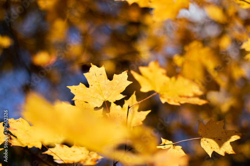 yellow autumn leaves