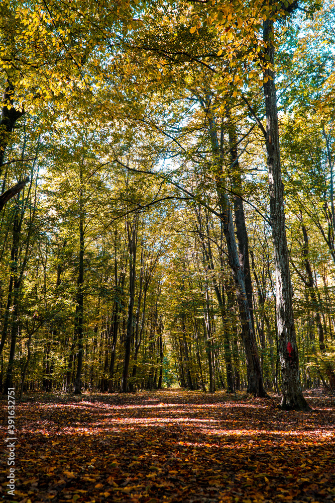 Fototapeta premium Autumn in the park