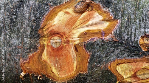 Photos Abstract wood texture of wild cherry - (Prunus avium)