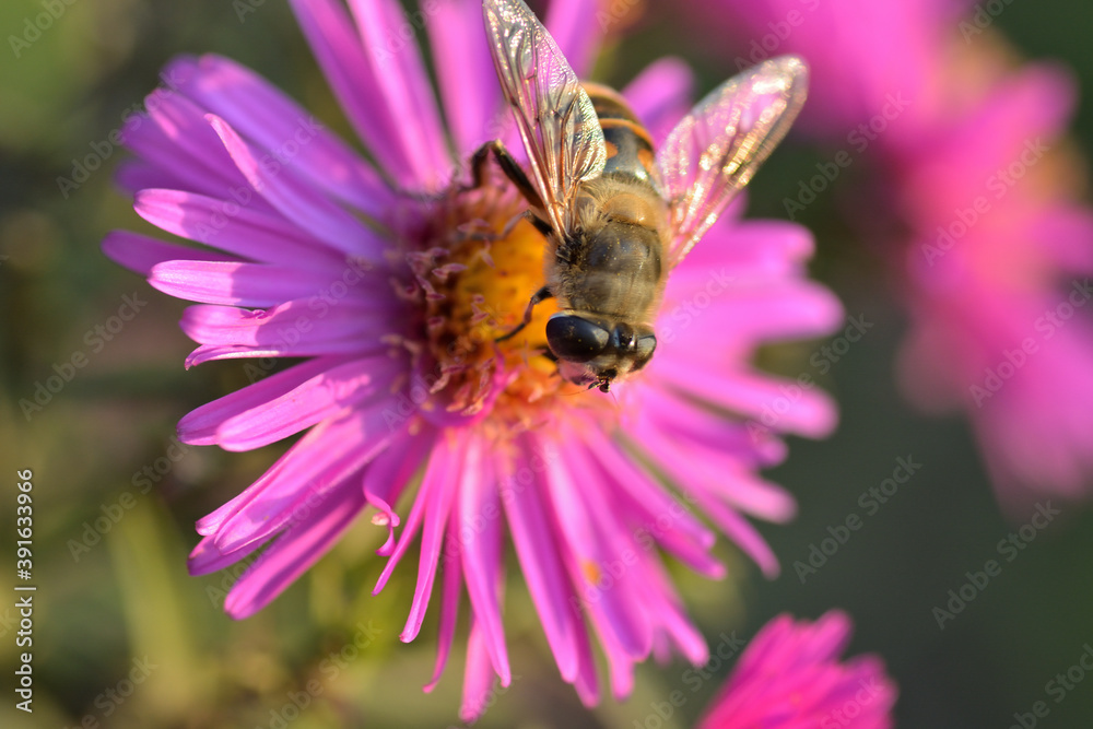 bee on a pink flower bee on a pink flower