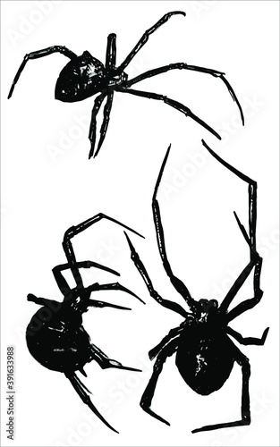spiders isolated on white background