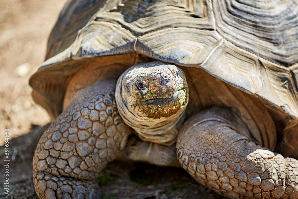 Naklejka premium Giant Galapagos Tortoise looking towards the Camera