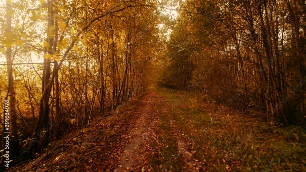 Pathway in the golden autumn forest during sunset Pathway in the golden autumn forest during sunset