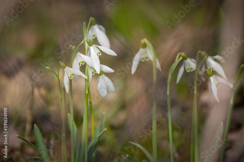 Grupka przebiśniegów