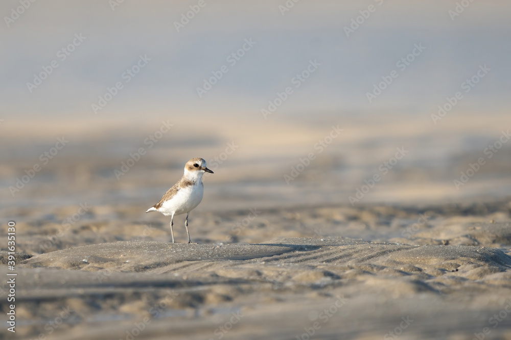 Lesser Sand Plover on the southern coast of Qatar Lesser Sand Plover on the southern coast of Qatar