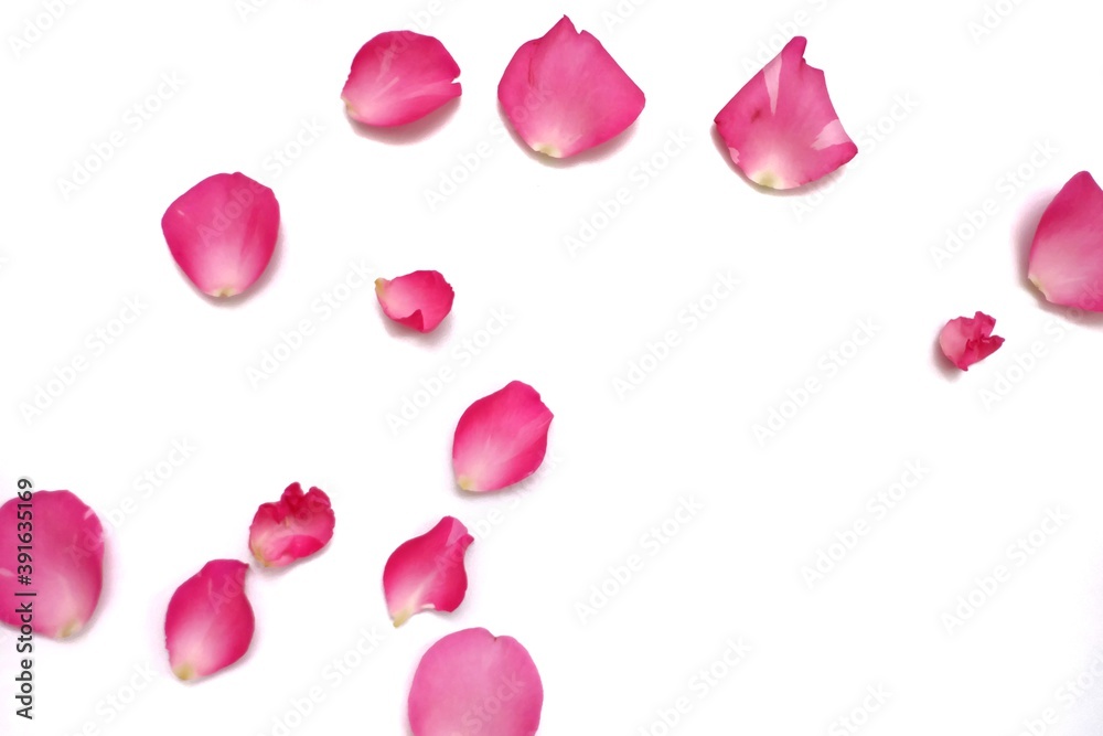 Blurred a group of sweet red rose corollas on white isolated background and colorful flora details Blurred a group of sweet red rose corollas on white isolated background and colorful flora details