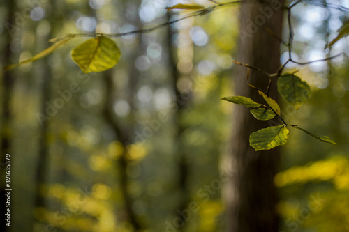 Liście na tle zielonego lasu