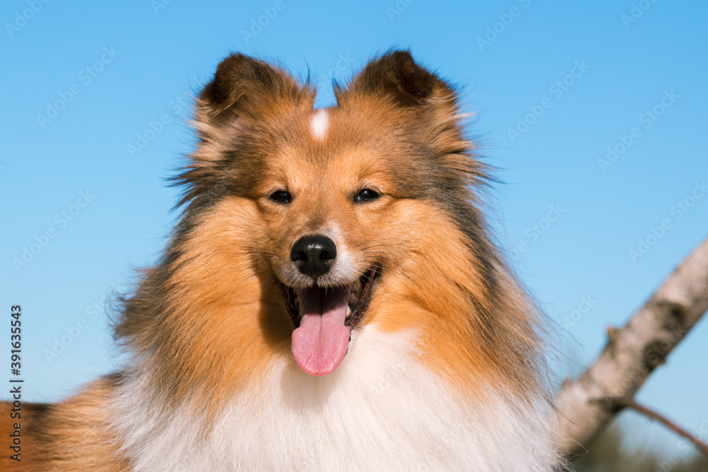 Stunning nice fluffy sable white shetland sheepdog, sheltie standing pretty outside on birch tree stump on a sunny day with blue sky. Small working, little cute collie, lassie sheepdog outdoors Stunning nice fluffy sable white shetland sheepdog, sheltie standing pretty outside on birch tree stump on a sunny day with blue sky. Small working, little cute collie, lassie sheepdog outdoors