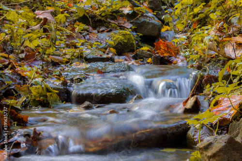 Jesienny potok w lesie