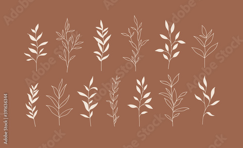 Photo Set of vector plants and herbs. Hand drawn floral elements.