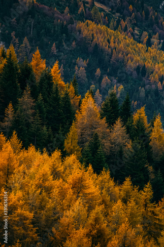 Autumn forest in the mountains